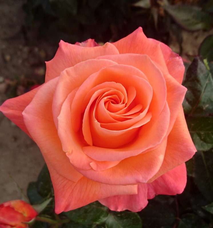 Mamma Mia! (Fryjolly) Full & Half Standard Cants Roses