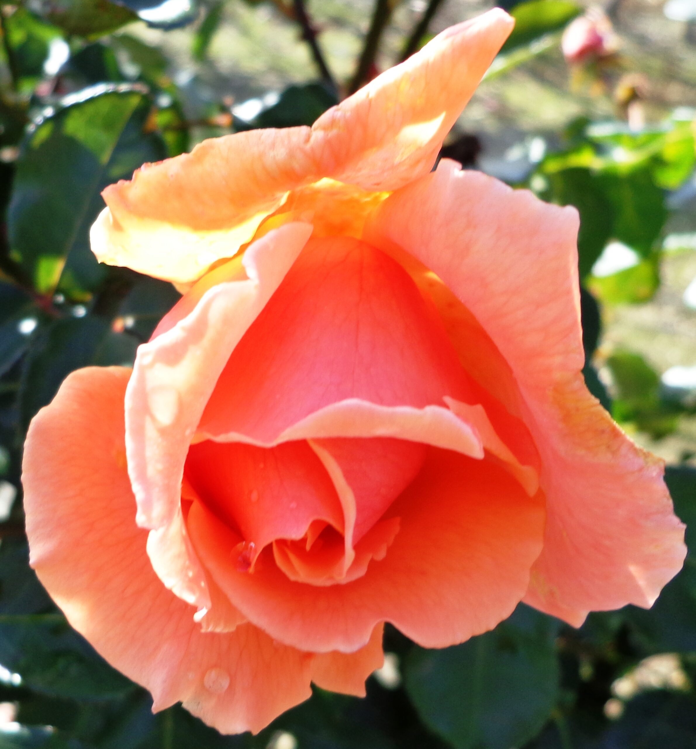 Just Joey Full & Half Standard Cants Roses