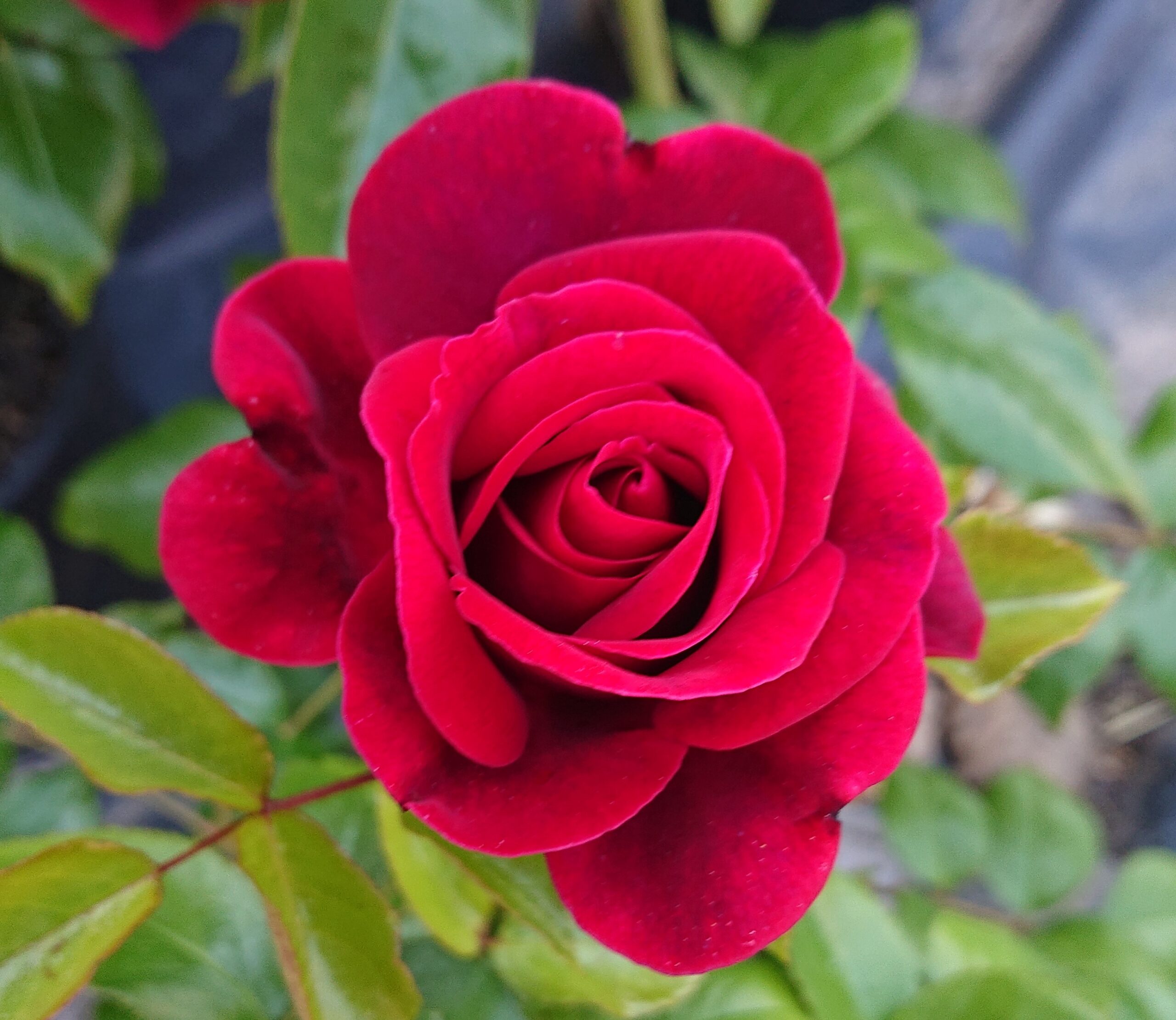 As Good As It Gets Cants Roses