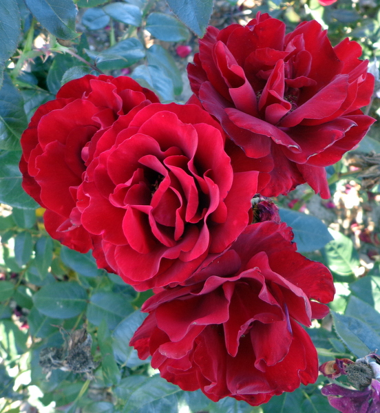 The Jubilee Rose (Poulbrido) – Cants Roses