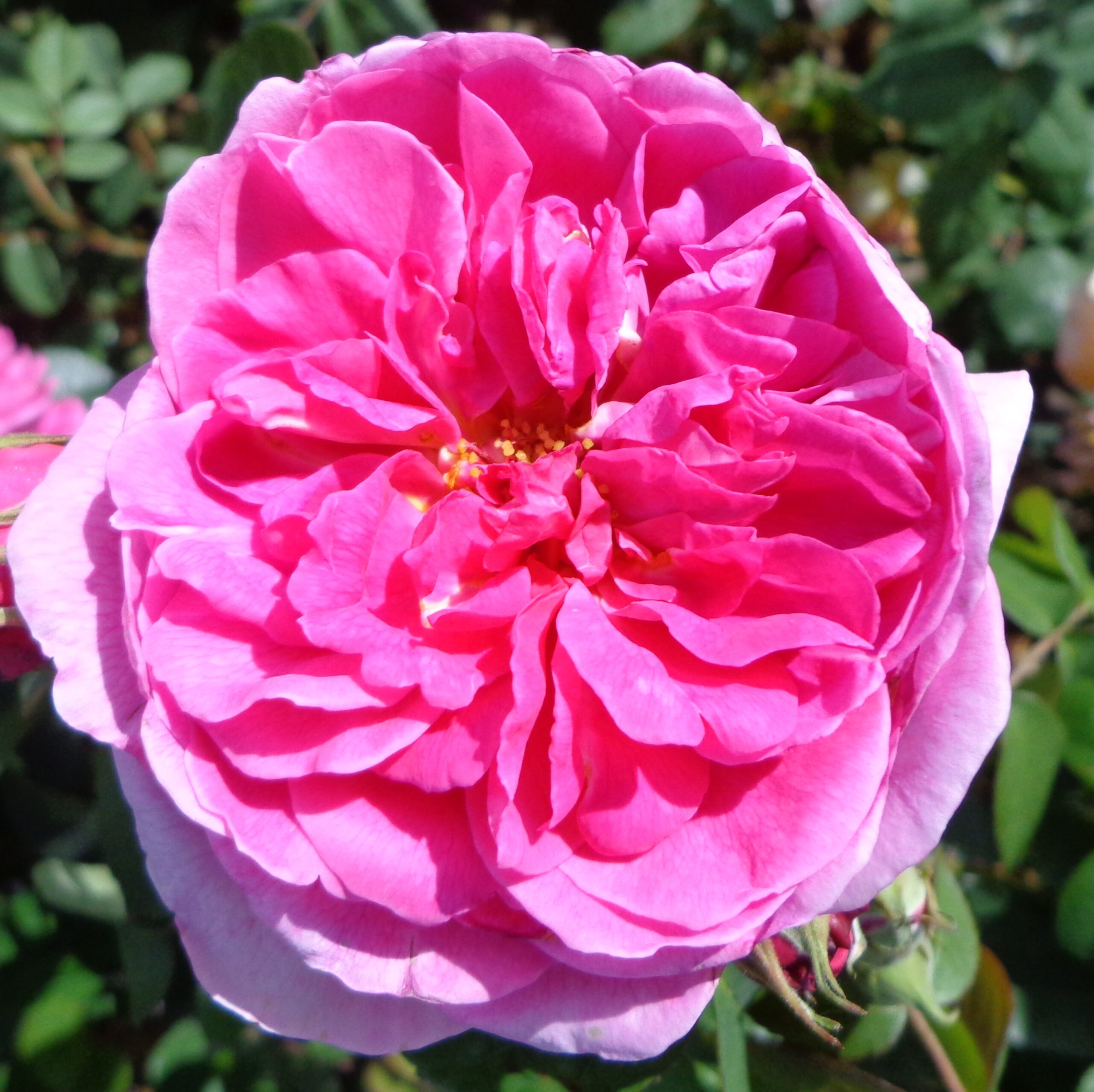 Gertrude Jekyll™ (Ausbord) Cants Roses